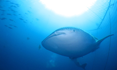 whale-shark-snorkeling