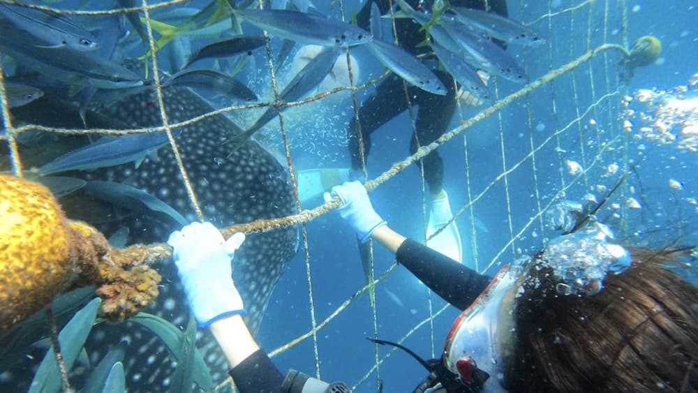 Whale shark1