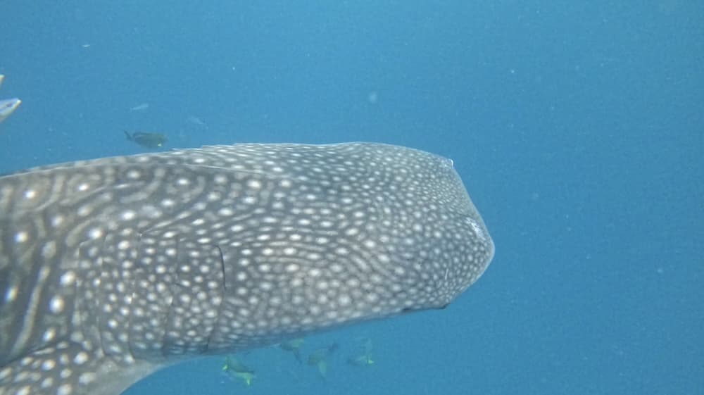 Whale shark1