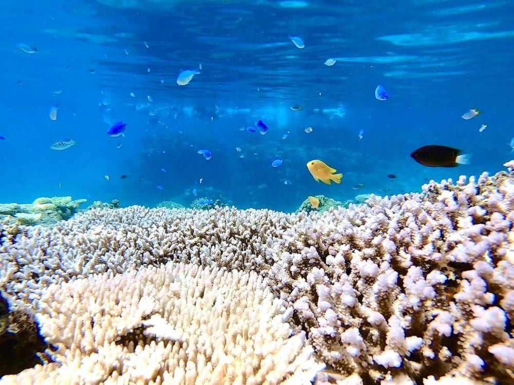 沖繩浮潛中文教練