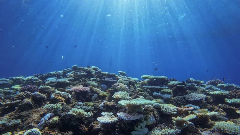 沖繩青之洞窟潛水推薦