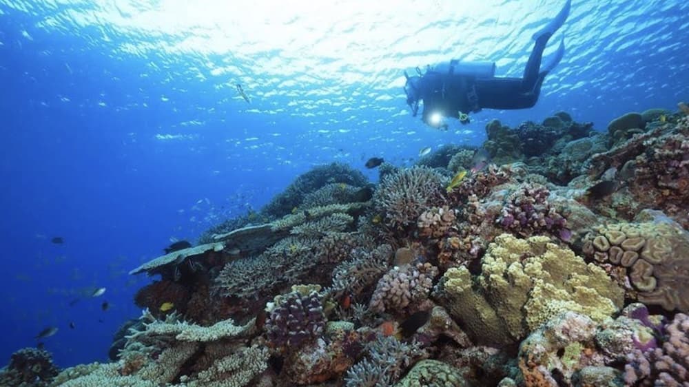 沖繩青之洞窟潛水推薦
