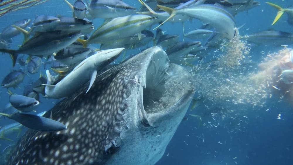 沖繩青之洞窟潛水推薦