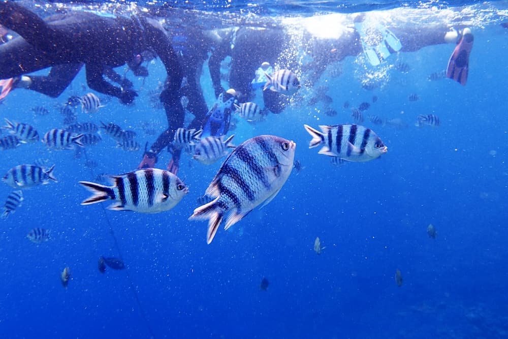 沖繩浮潛一日遊