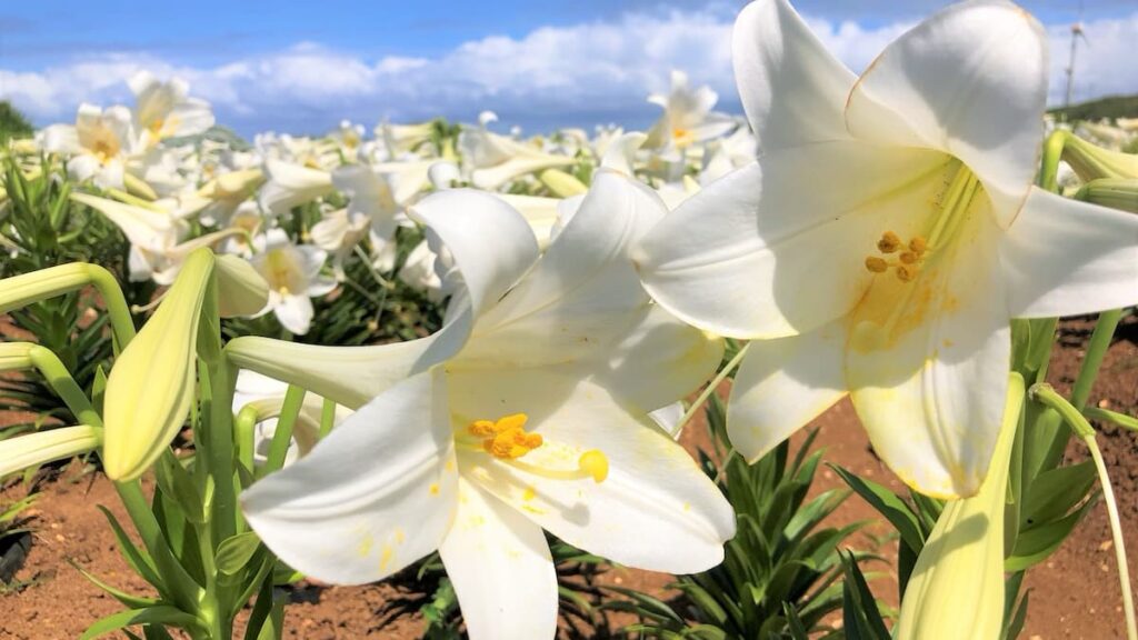 伊江島百合花祭